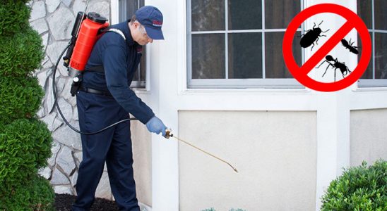 Pazar Tahtakurusu İlaçlama böcek ilaçlama ve haşere kontrolü — ilaclama-tr.com